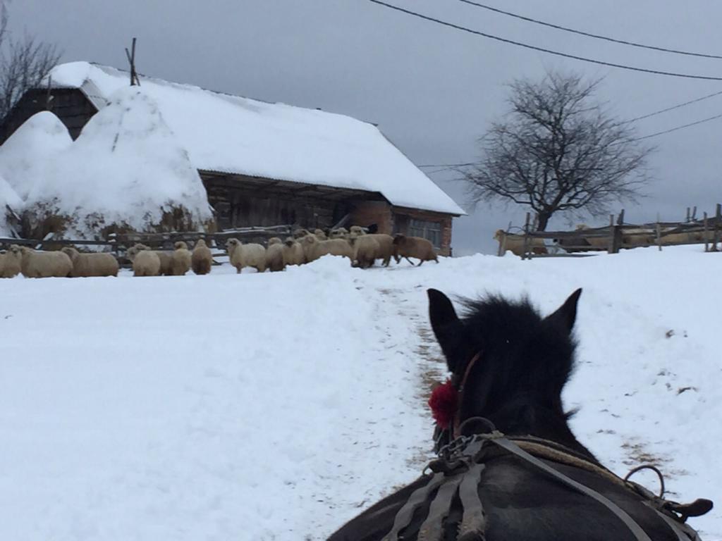 Pensiunea Poiana Viselor Poiana Mărului Exteriér fotografie